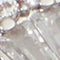 Silver/Clear Multi